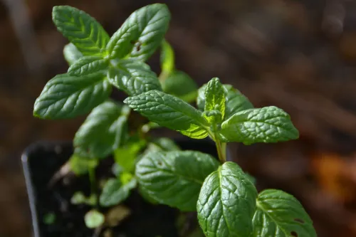 Aromatische en medicinale planten